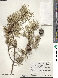 Pinus banksiana image