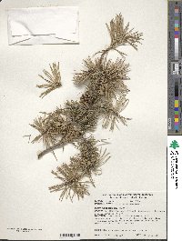 Pinus banksiana image