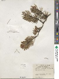 Pinus banksiana image