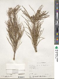 Pinus brutia image