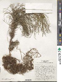 Pinus brutia image