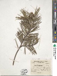 Pinus bungeana image