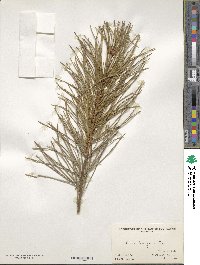 Pinus bungeana image