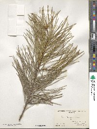 Pinus bungeana image