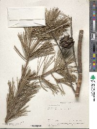 Pinus bungeana image