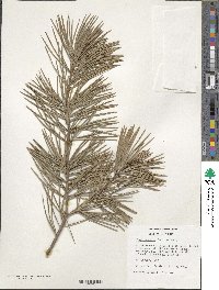 Pinus bungeana image