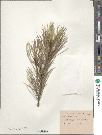 Pinus bungeana image