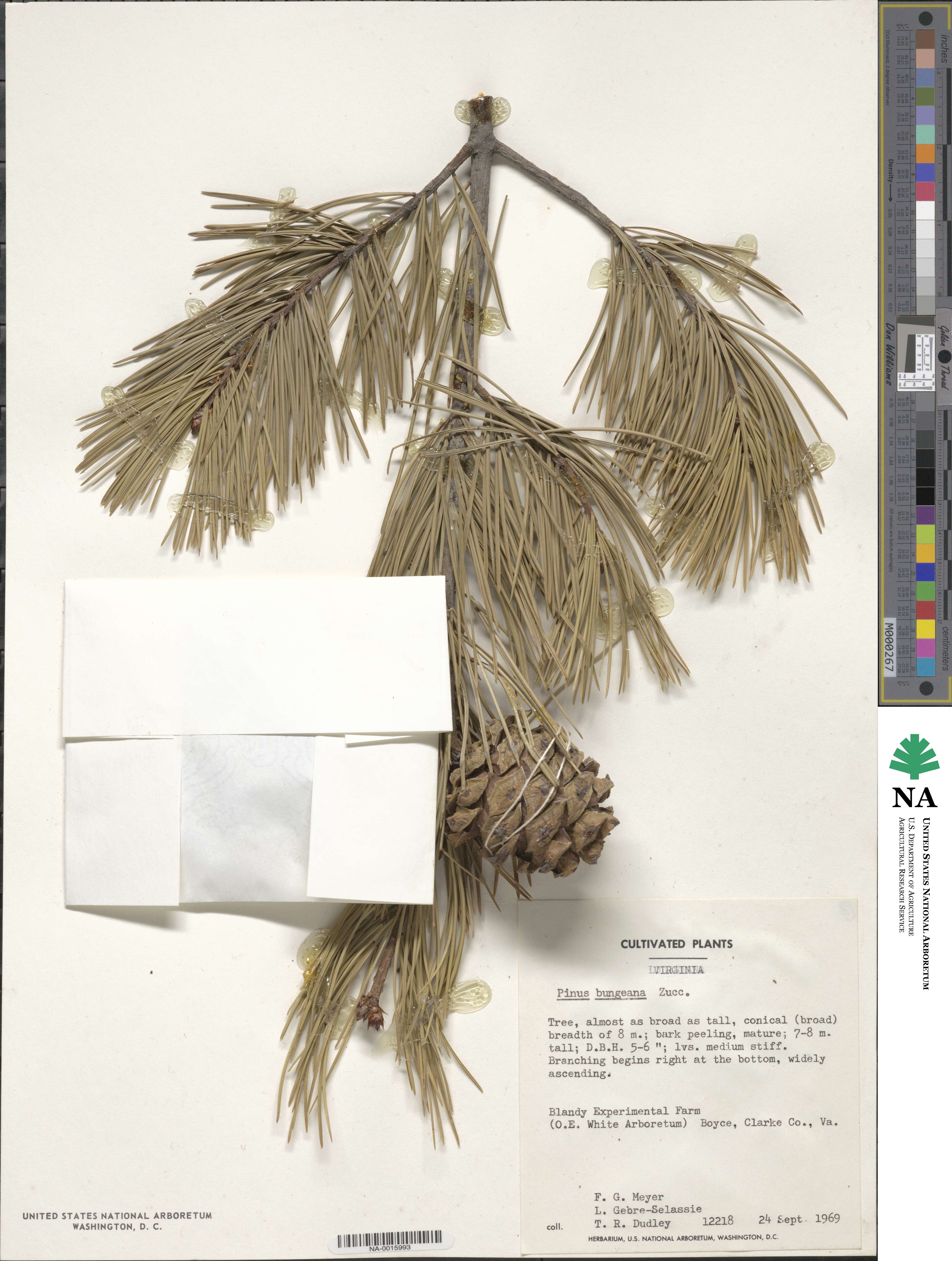 Pinus bungeana image