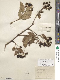 Rubus allegheniensis image