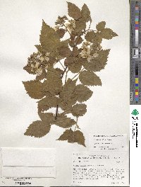 Rubus allegheniensis image