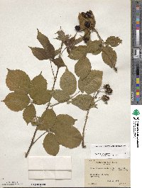 Rubus allegheniensis image