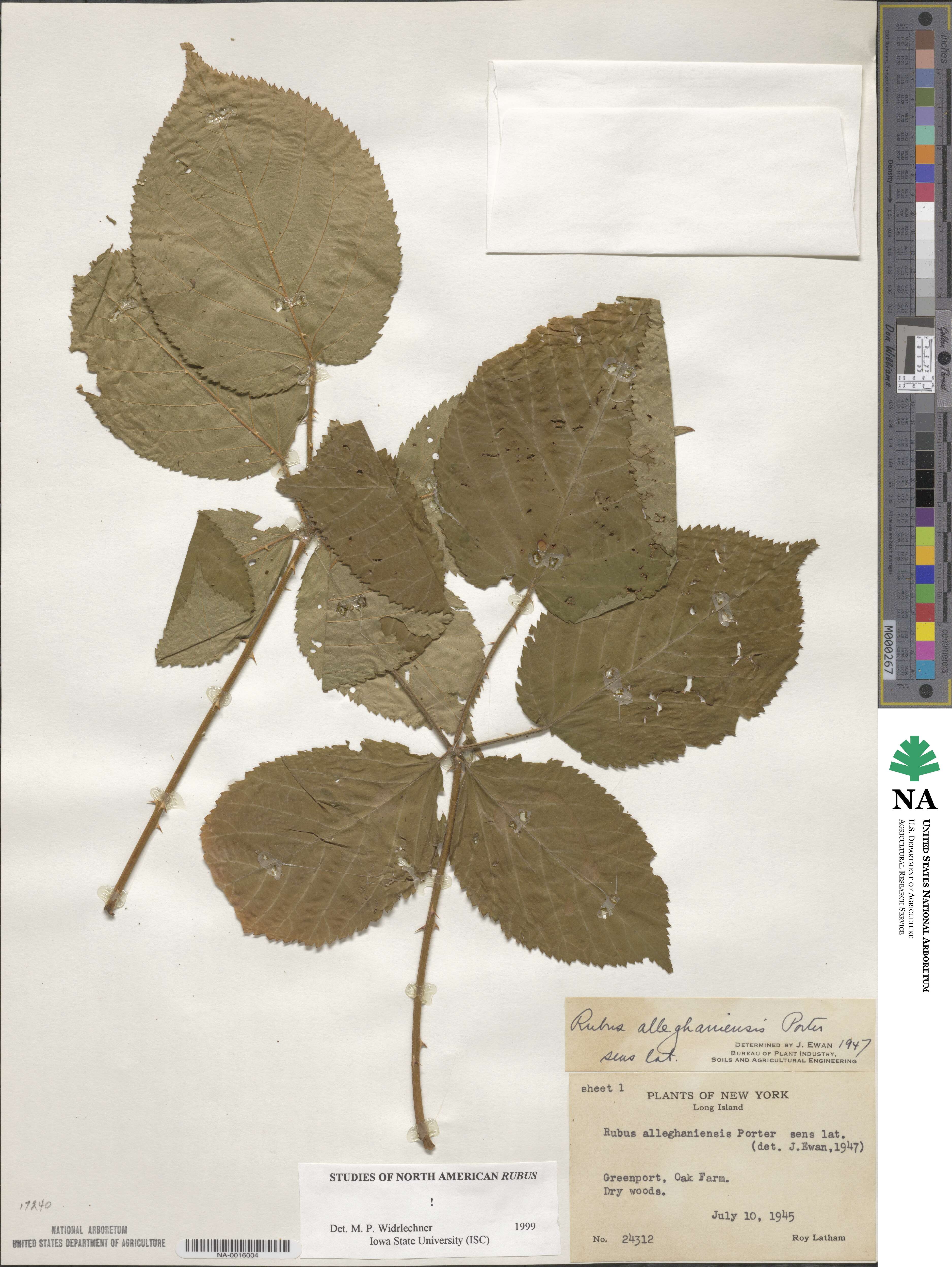 Rubus allegheniensis image