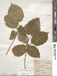 Rubus allegheniensis image