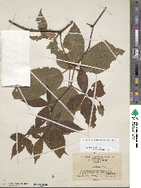 Rubus allegheniensis image