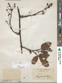 Rubus allegheniensis image