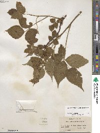 Rubus allegheniensis image