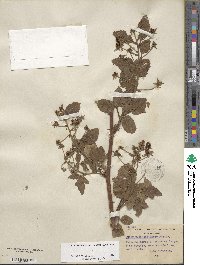 Rubus allegheniensis image