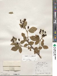 Rubus allegheniensis image