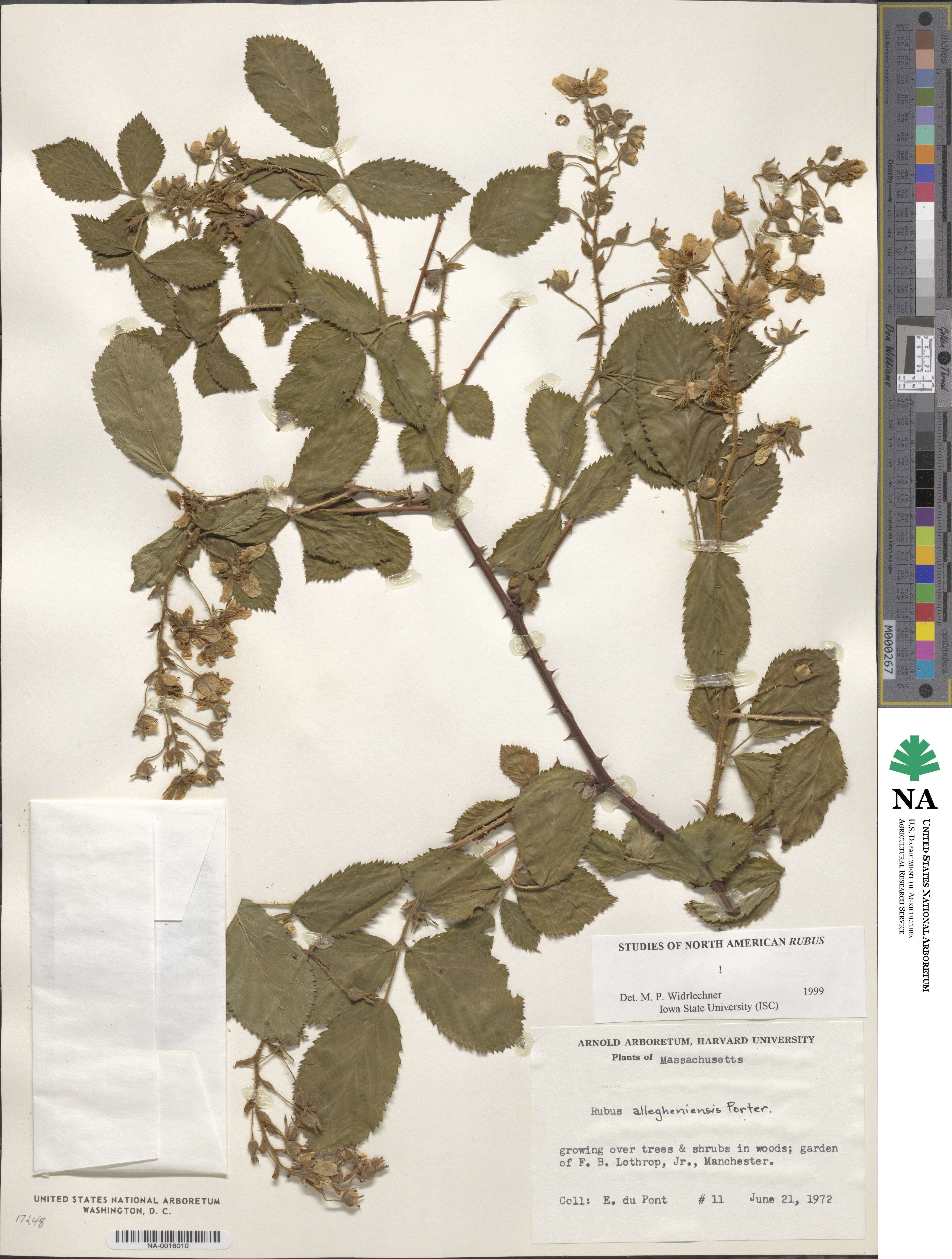 Rubus allegheniensis image