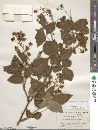 Rubus allegheniensis image