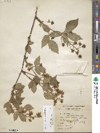 Rubus allegheniensis image