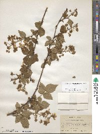 Rubus allegheniensis image