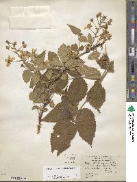 Rubus allegheniensis image