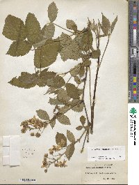 Rubus allegheniensis image