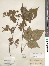 Rubus allegheniensis image