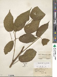 Rubus allegheniensis image