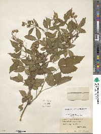 Rubus allegheniensis image