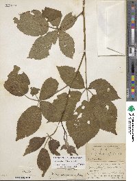 Rubus allegheniensis image