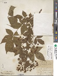 Rubus allegheniensis image