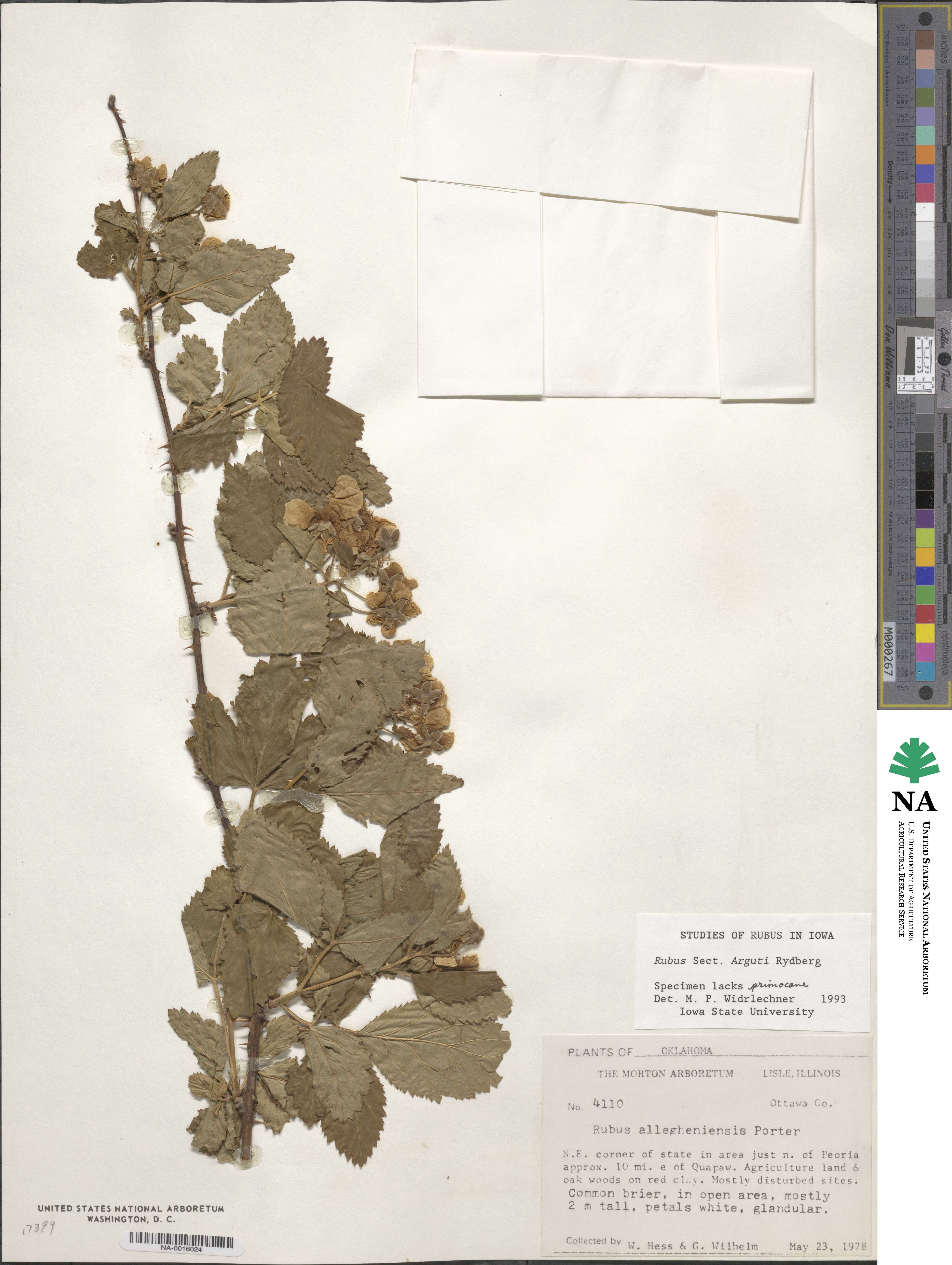 Rubus argutus image