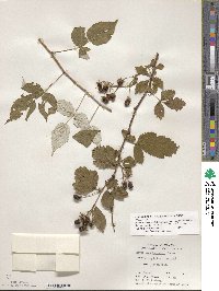 Rubus allegheniensis image