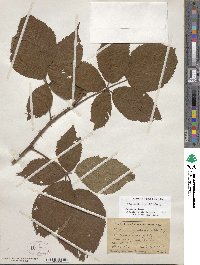 Rubus argutus image