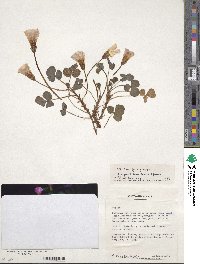 Oxalis purpurea image