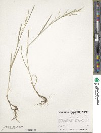 Image of Bromus japonicus