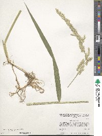 Phalaris arundinacea image