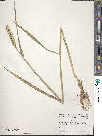 Triticum aestivum image