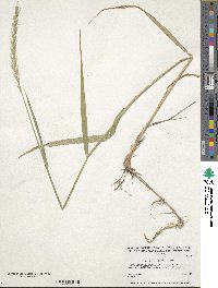 Elymus repens image