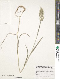 Bromus hordeaceus subsp. hordeaceus image