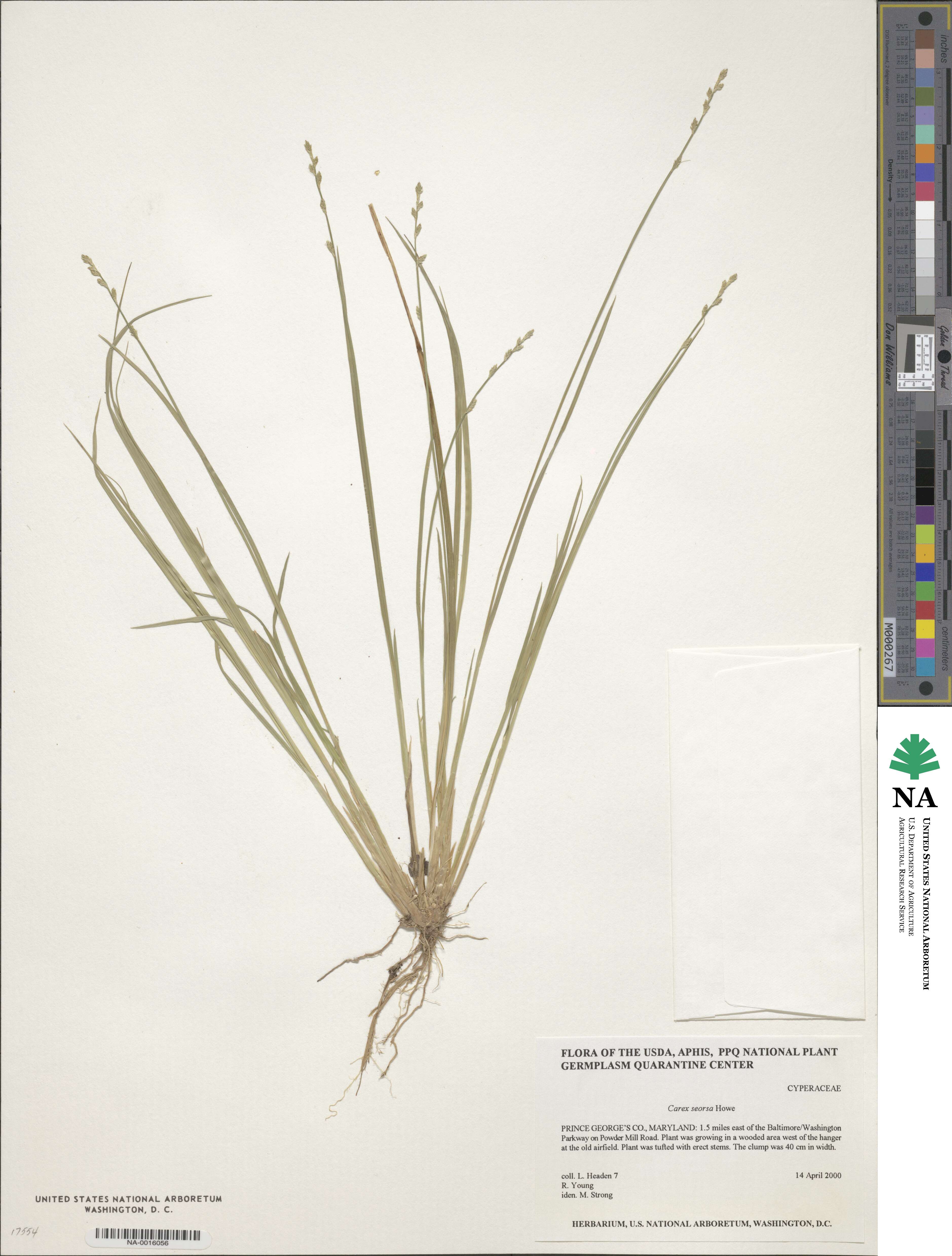 Carex seorsa image