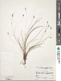 Image of Carex albicans