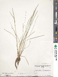 Poa pratensis image