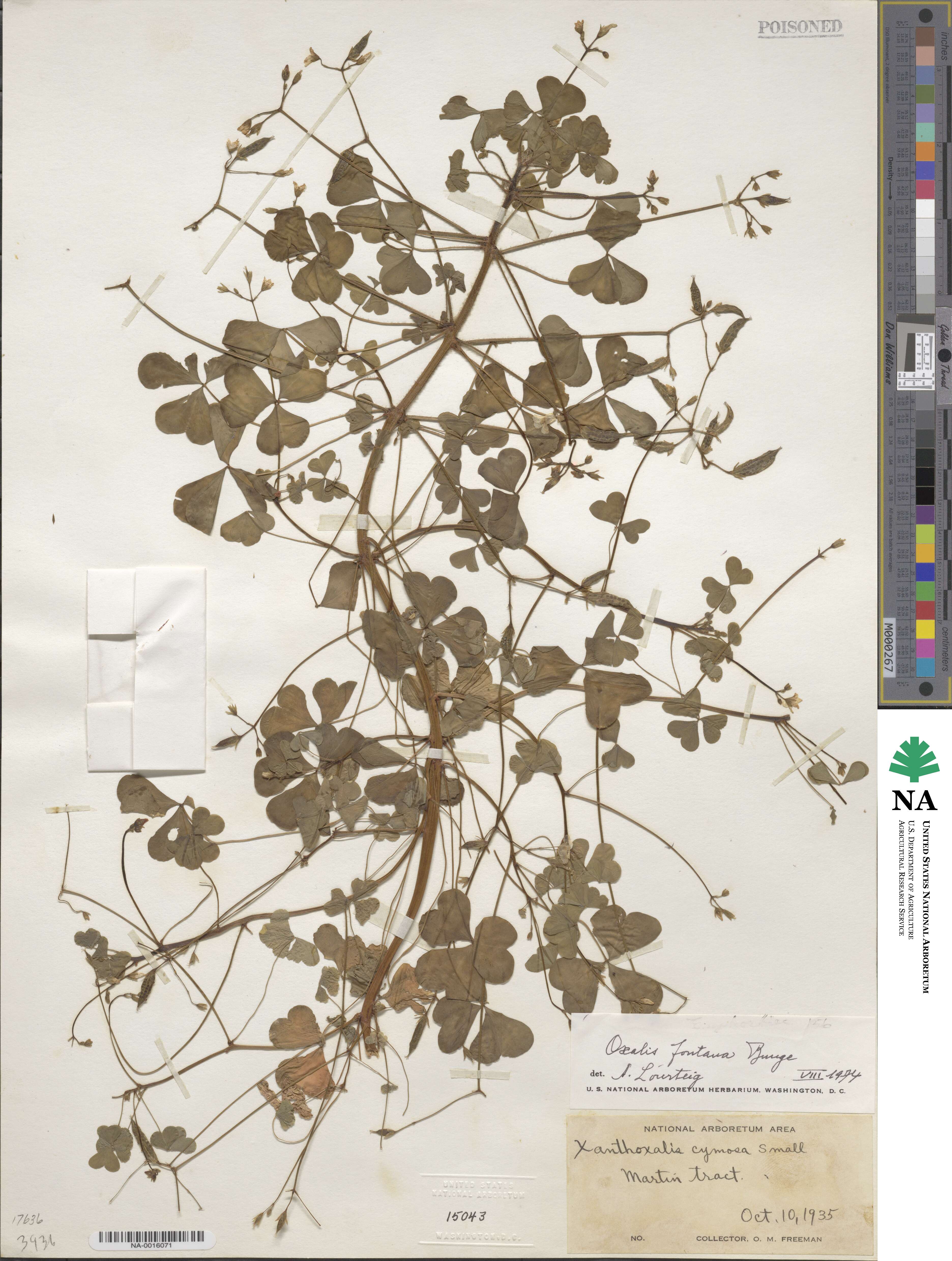 Oxalis fruticosa image