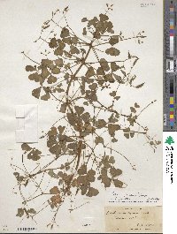 Oxalis fruticosa image