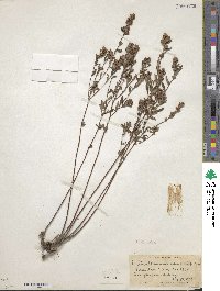 Image of Crocanthemum canadense