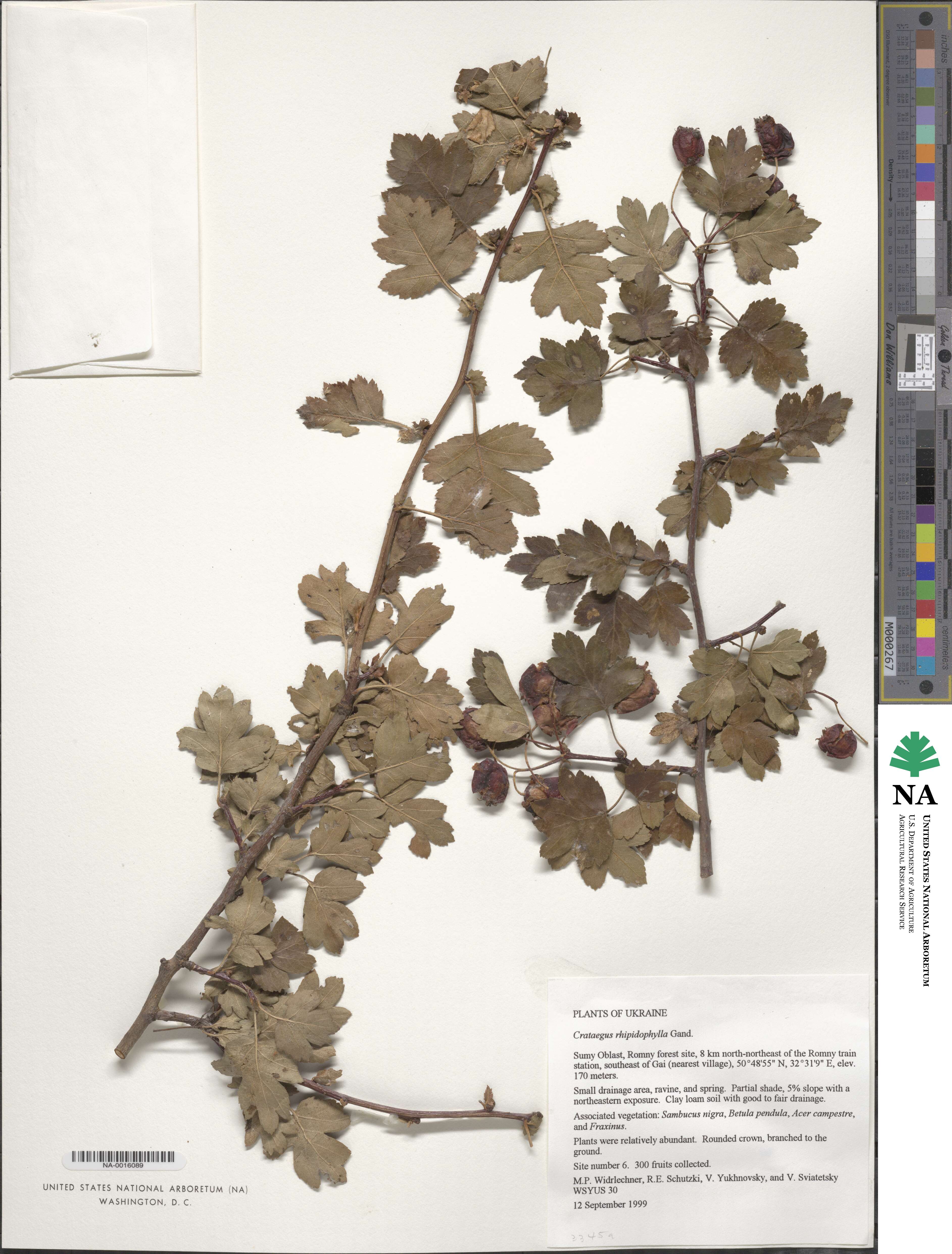 Crataegus rhipidophylla image