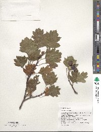 Crataegus meyeri image